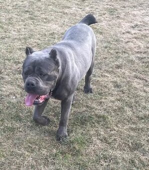 Cane corso