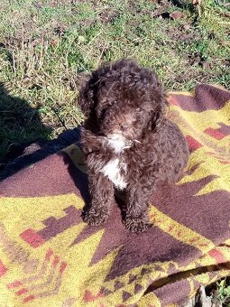 Pudel dvojfarebný dovoz