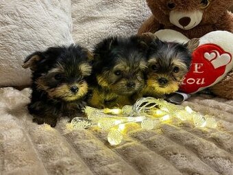 Yorkshirsky terier extra mini