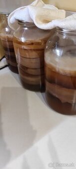 Kombucha - huba na prípravu nápoja