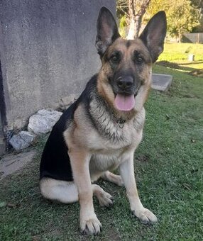 Predám fenku nemecký ovčiak