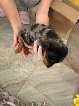 Trpaslíci jazvečík merle