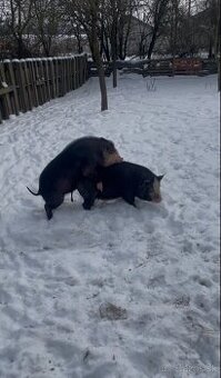 Predam vietnamskeho kanca