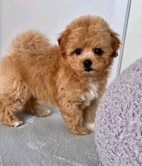 Šteniatka maltipoo na predaj.