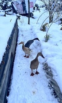 Predám 3 indické bežce - 2 kacky + 1 kacer