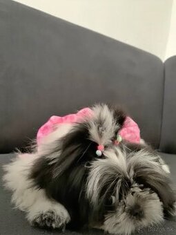 Sučka hľadá psa na krytie