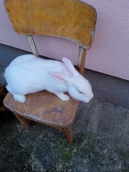 Predám králiky Hyla