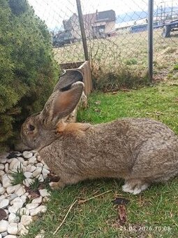 Samica belgický obor