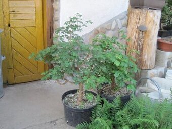bonsai,bonsaj-JAVOR POLNÝ - 1