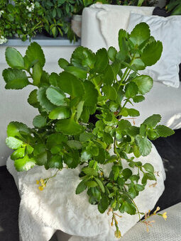 kalanchoe - zlte kvietky - 1