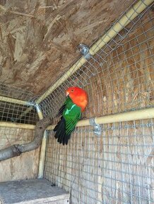 Papagaj Královský samec