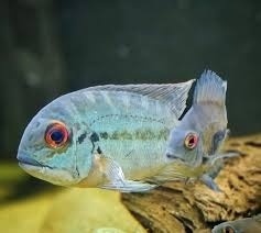 Hoplarchus psittacus wild 10-12cm/8ks