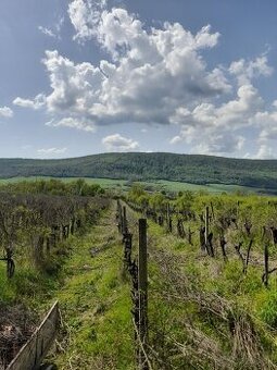 Vinohradnícke stĺpy