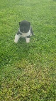 Americka akita