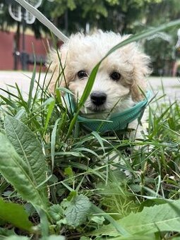 Darujem 3 mesačné šteniatko Maltipoo