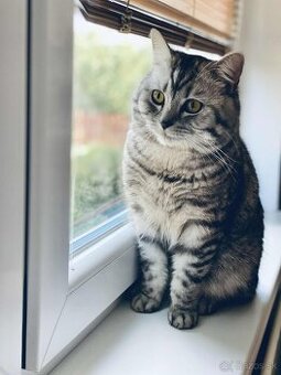 Britský kocúr na krytie whiskas/tabby