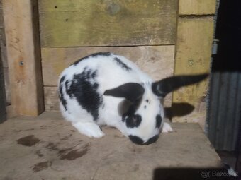 Samec Šarišský obrovity mix