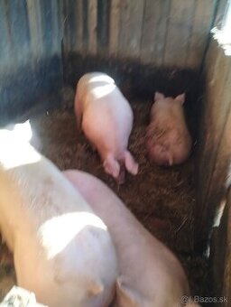 Predám domáce prasatá