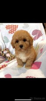 Caramell red Maltipoo Pudel + Maltese = Maltipoo