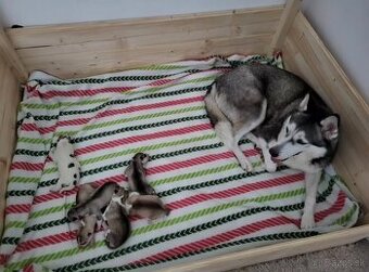 Prijímame rezervácie na šteniatka Sibírskeho Husky