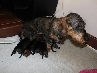 Šteniatka jazvečíka hrubosrstého štandart.