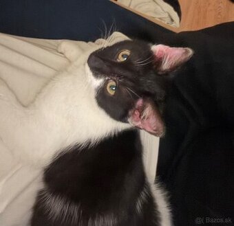 Darujem veľmi prítulné mačiatko-kocúr