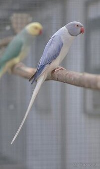 Kúpim mladé z búdky