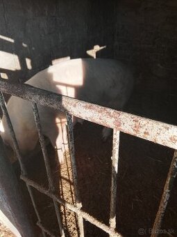 Predam .prasnicu.pripustena