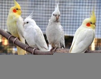 Korely albino,lutino a bielohlavé