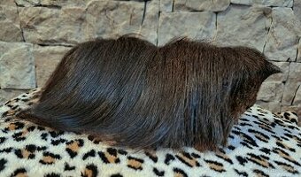 Predám morča samičku s PP