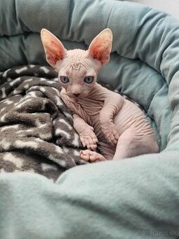 Mačiatko Sphynx