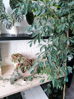 Izbové rastliny / kvety