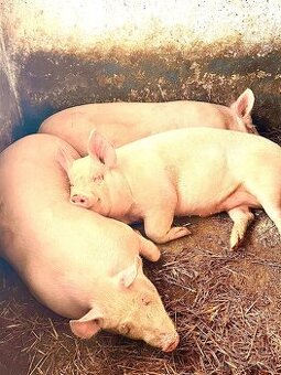 Ošípané , jatočne prasiatka