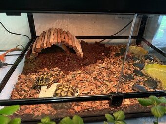 Korytnačky zelenkasté