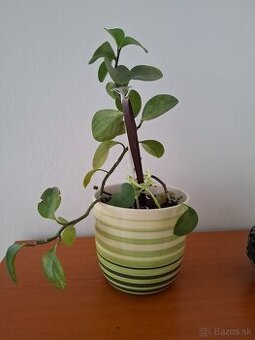 izbová rastlina - Pieprovec magnóliolistý