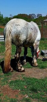 Predam taznu kobylu  Ardem