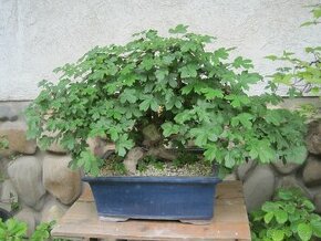 bonsai,bonsaj-JAVOR POLNÝ 2 - 1
