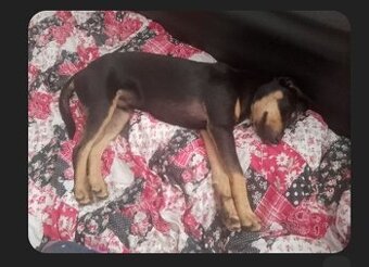 Predám šteniatko plemena mix doberman a malinois