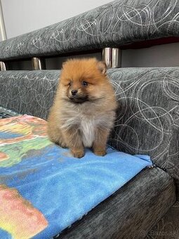 Oranžový špic -Pomeranian