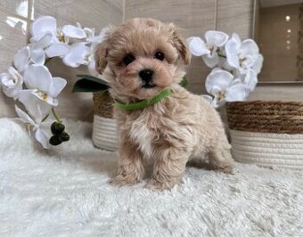 Maltipoo