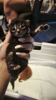 Mačička Maine coon mačiatko Mainska myvalia mačka