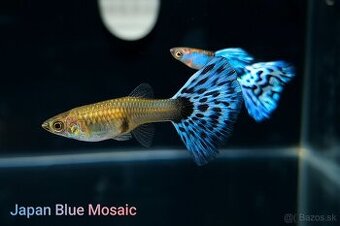 Japan Blue Mosaic Guppy