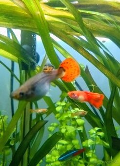 Gupky - domáci odchov