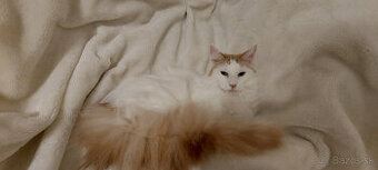 Mainska myvalia mainský