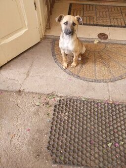 darujem do dobrých rúk malé šteňiatko.