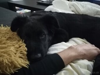 Kríženec nemeckého ovčiaka