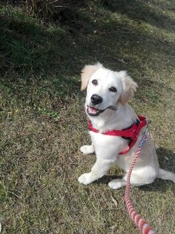 Prosím súrne pre sučku dočasne byvanie