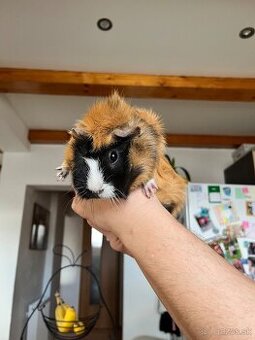 Morčiatko s komplet vybavením