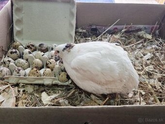 Násadové vajíčka prepelice TEXAS biely