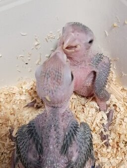 Amazonik bielobruchy